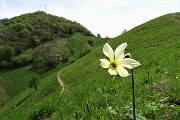 71 Narciso con vista in cima Canto Alto